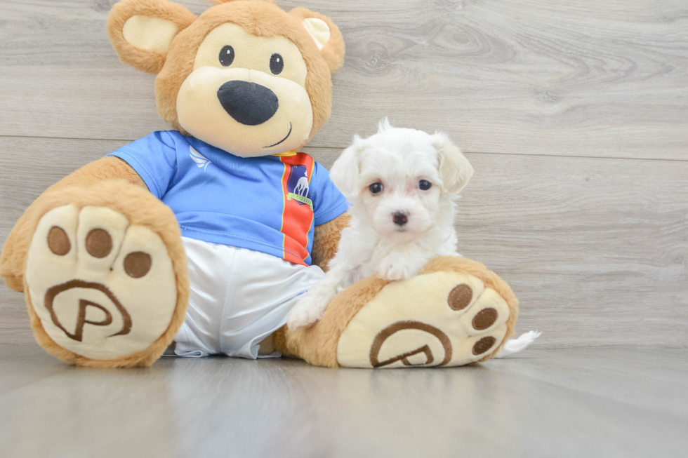 Maltipoo Pup Being Cute