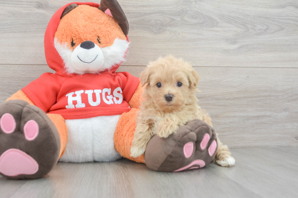 6 week old Maltipoo Puppy For Sale - Lone Star Pups