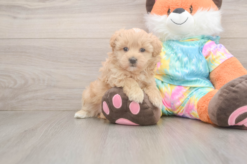 5 week old Maltipoo Puppy For Sale - Lone Star Pups