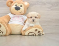 7 week old Maltipoo Puppy For Sale - Lone Star Pups
