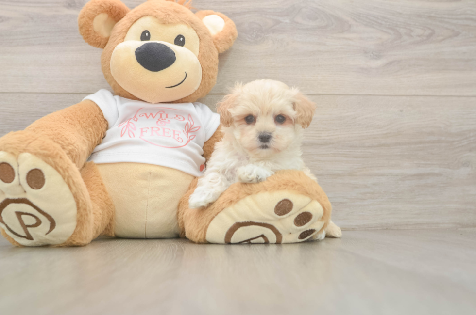 5 week old Maltipoo Puppy For Sale - Lone Star Pups