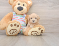 8 week old Maltipoo Puppy For Sale - Lone Star Pups