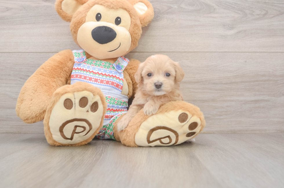 5 week old Maltipoo Puppy For Sale - Lone Star Pups