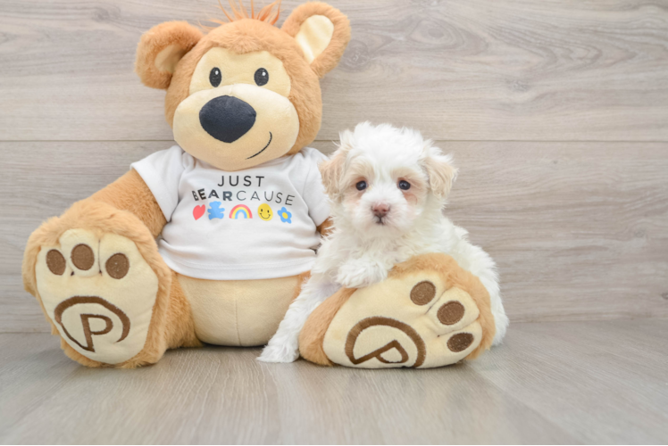 Playful Maltese Poodle Poodle Mix Puppy