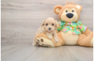 Smart Maltipoo Poodle Mix Pup