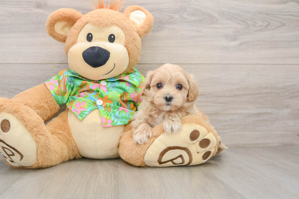 Popular Maltipoo Poodle Mix Pup
