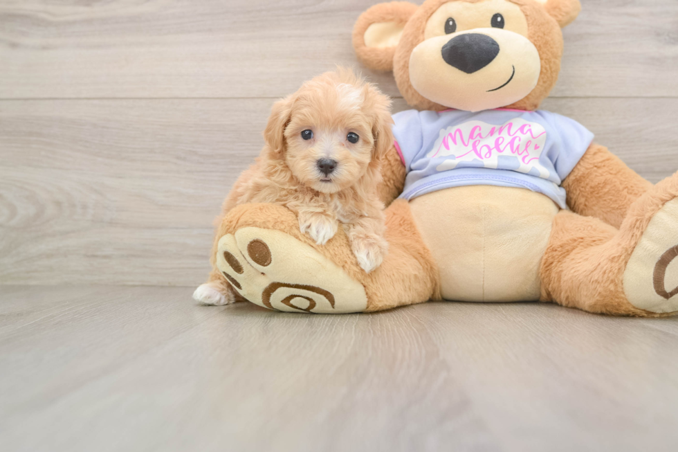 Best Maltipoo Baby