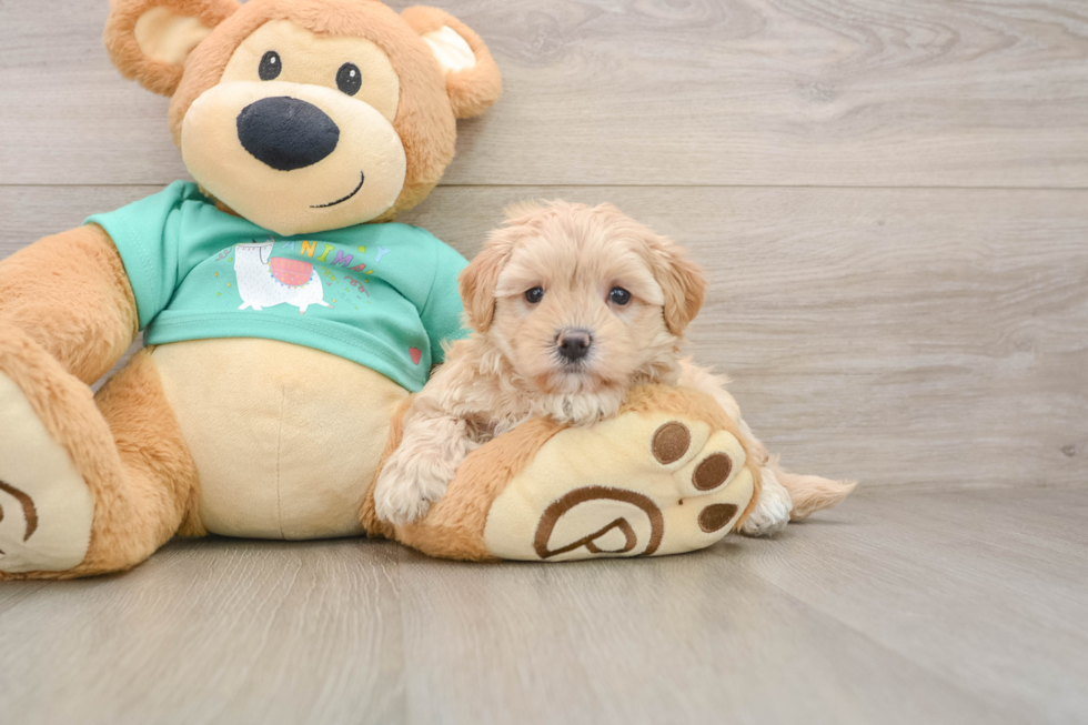 Best Maltipoo Baby