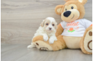 Cute Maltipoo Baby