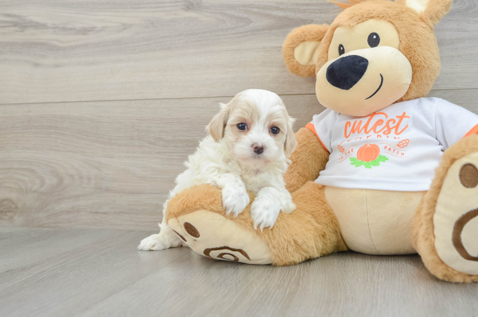 7 week old Maltipoo Puppy For Sale - Lone Star Pups