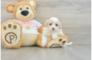 Popular Maltipoo Poodle Mix Pup