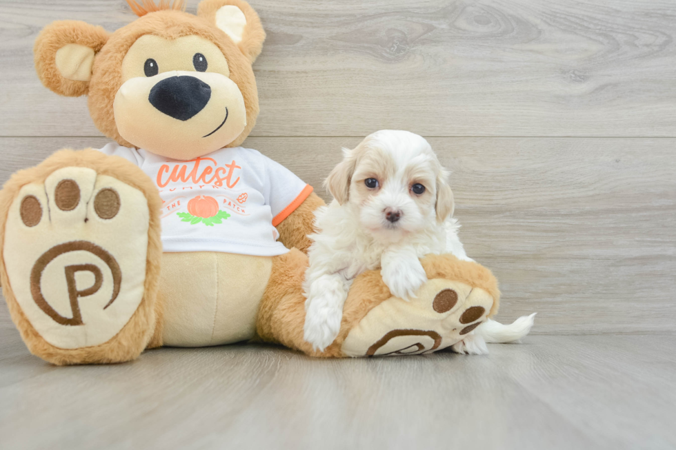 Popular Maltipoo Poodle Mix Pup