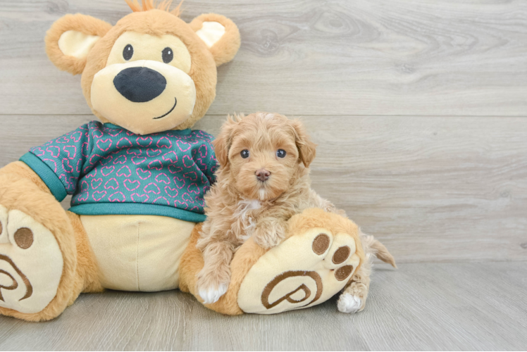 Best Maltipoo Baby