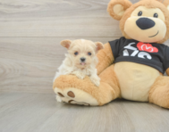 10 week old Maltipoo Puppy For Sale - Lone Star Pups