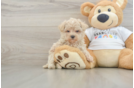 Happy Maltipoo Baby