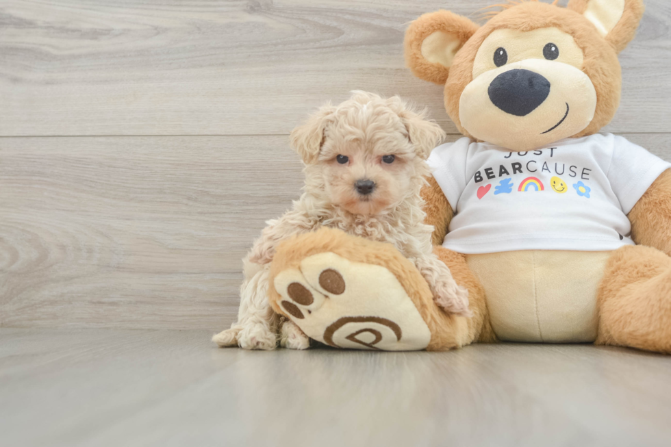Happy Maltipoo Baby