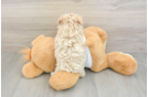 Playful Moodle Poodle Mix Puppy