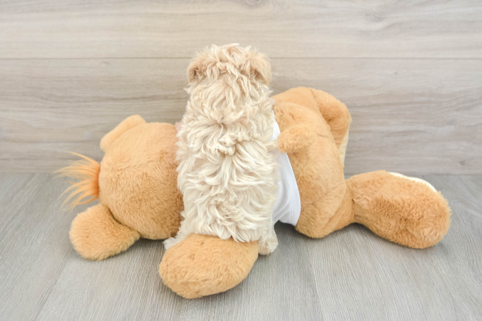 Playful Moodle Poodle Mix Puppy