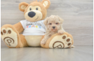 Maltipoo Pup Being Cute