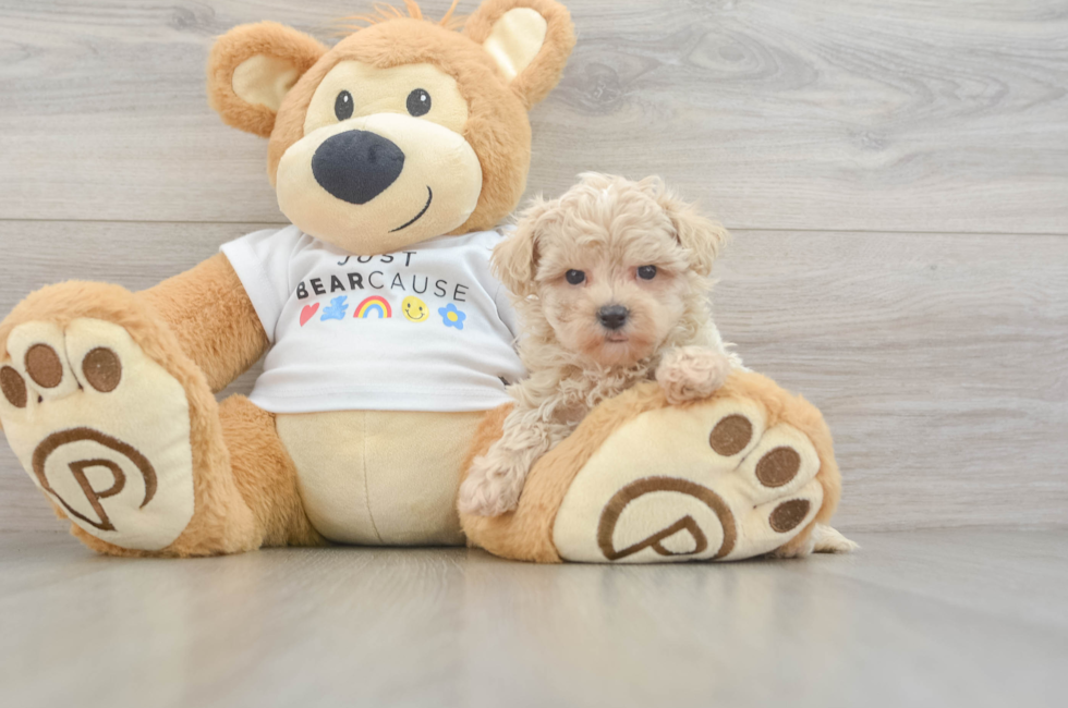 6 week old Maltipoo Puppy For Sale - Lone Star Pups