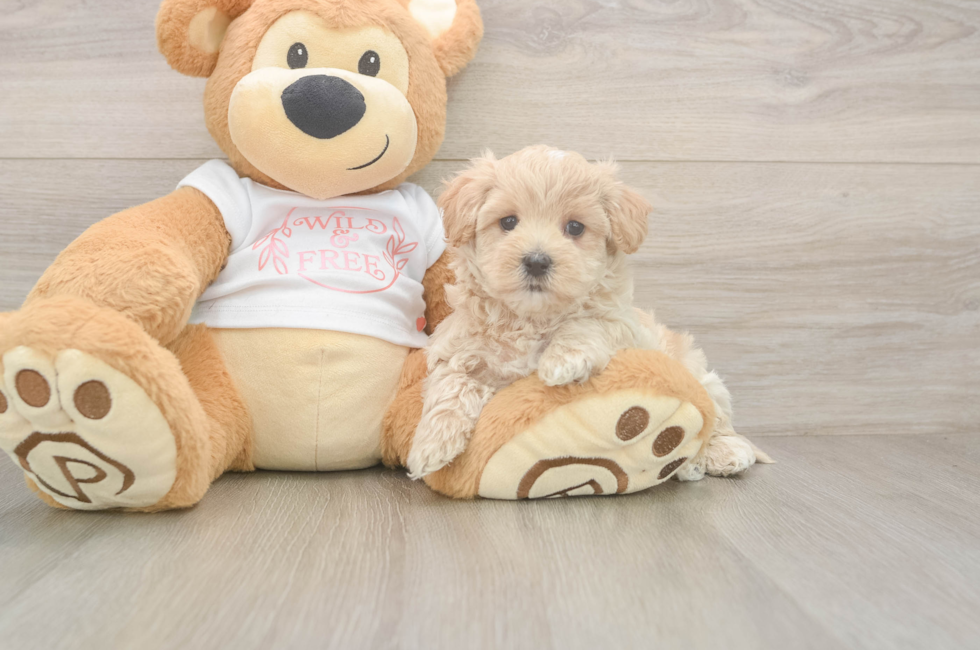 5 week old Maltipoo Puppy For Sale - Lone Star Pups