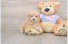Petite Maltipoo Poodle Mix Pup