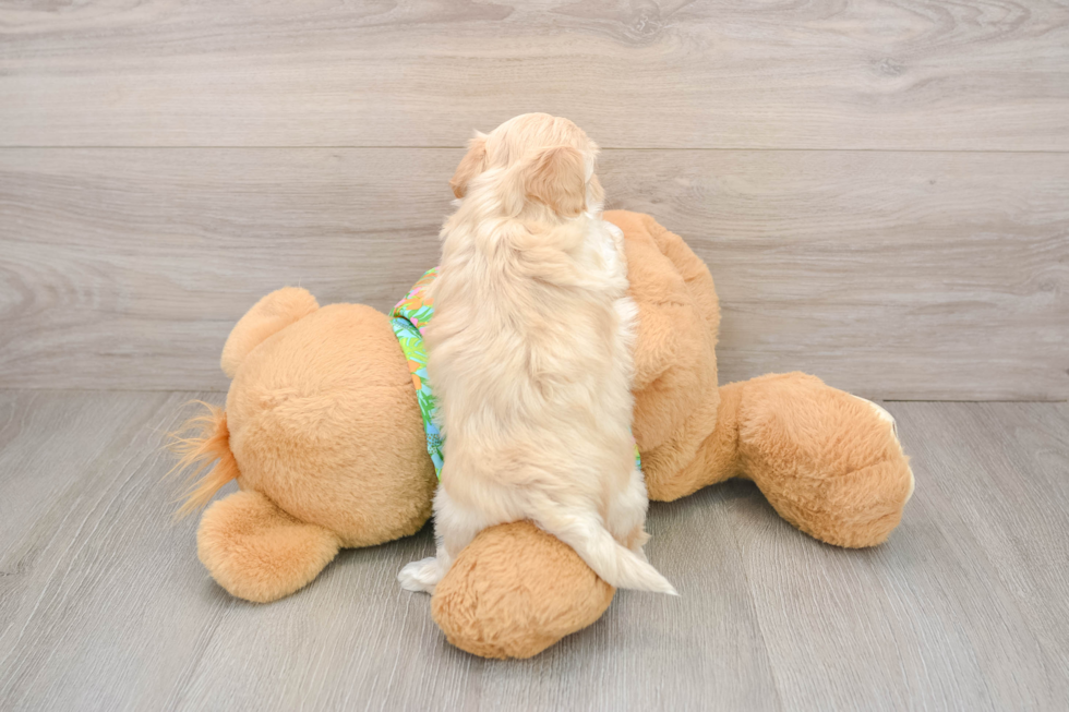 Energetic Maltepoo Poodle Mix Puppy