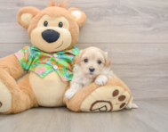 8 week old Maltipoo Puppy For Sale - Lone Star Pups
