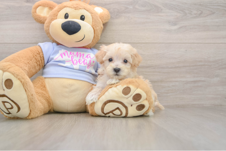 Petite Maltipoo Poodle Mix Pup