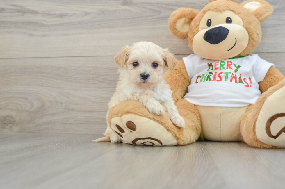 7 week old Maltipoo Puppy For Sale - Lone Star Pups