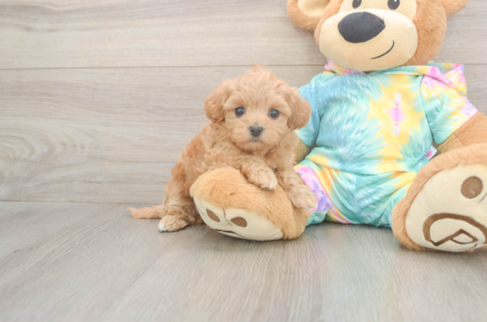 5 week old Maltipoo Puppy For Sale - Lone Star Pups Small Maltipoo Baby