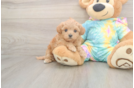 Meet Primrose - our Maltipoo Puppy Photo  1/3 - Lone Star Pups Small Maltipoo Baby