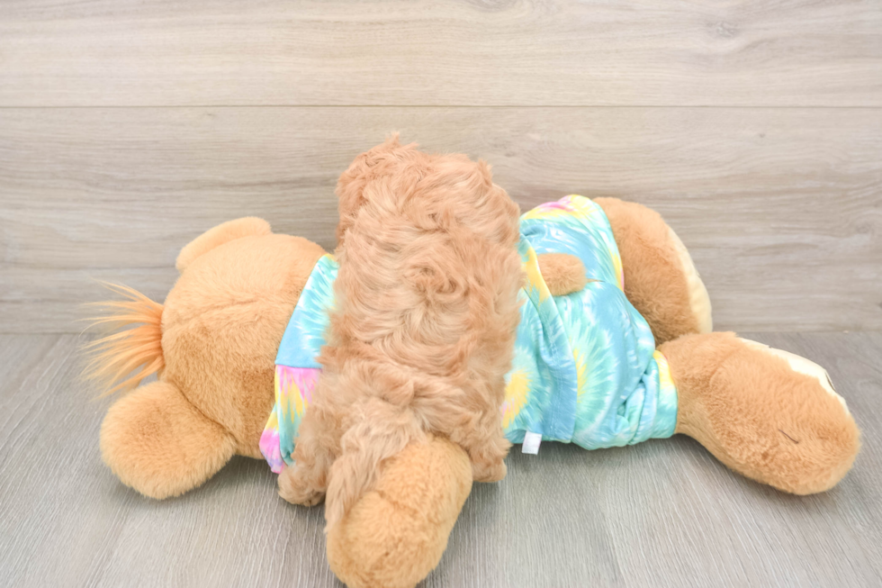 Meet Primrose - our Maltipoo Puppy Photo  3/3 - Lone Star Pups Best Maltipoo Baby