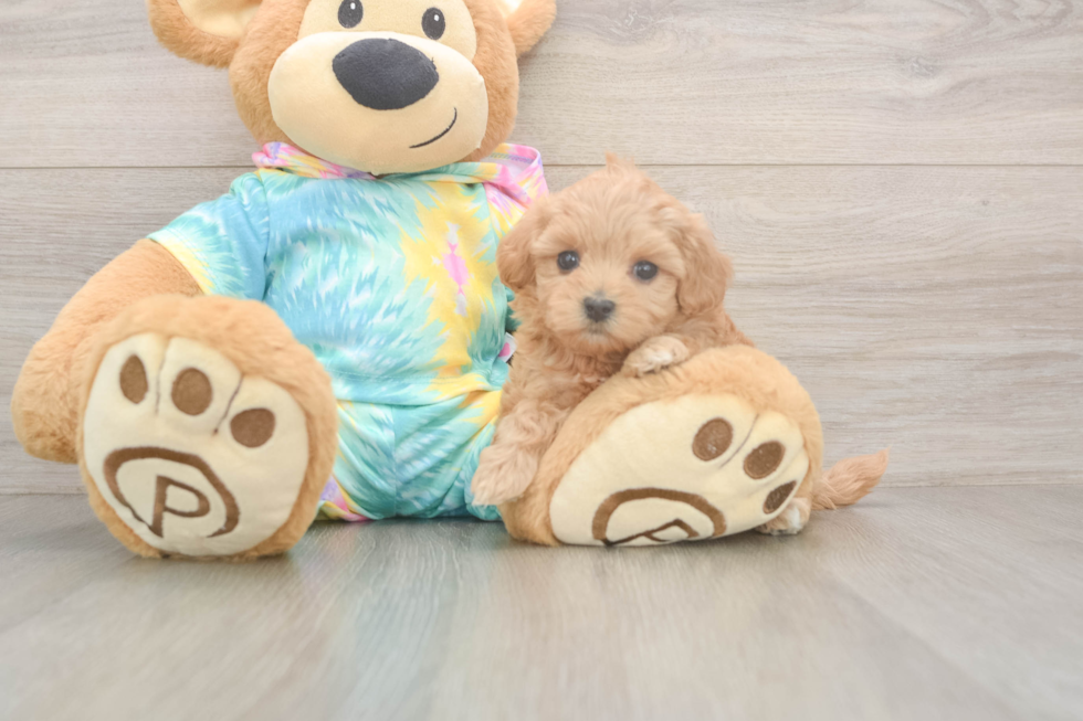 Meet Primrose - our Maltipoo Puppy Photo  2/3 - Lone Star Pups Best Maltipoo Baby