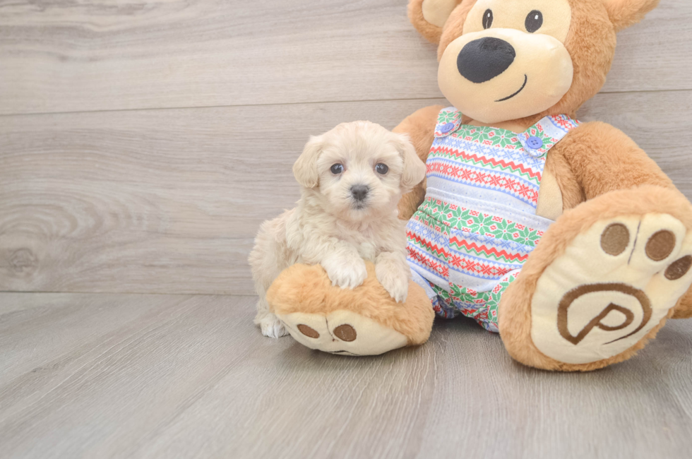5 week old Maltipoo Puppy For Sale - Lone Star Pups