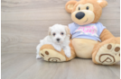 Best Maltipoo Baby