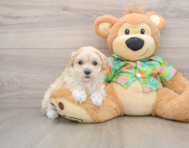8 week old Maltipoo Puppy For Sale - Lone Star Pups