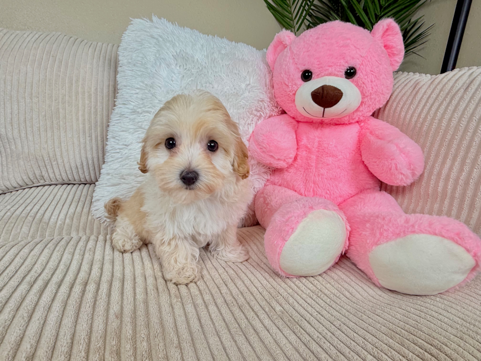 Maltipoo Pup Being Cute