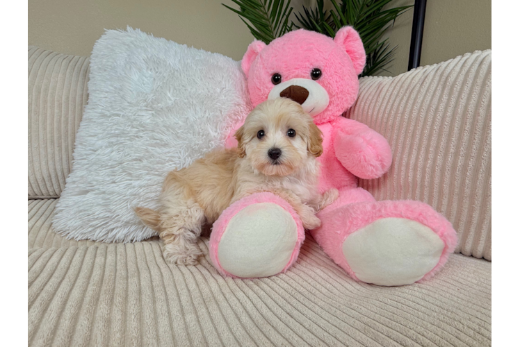 Cute Malt a Poo Poodle Mix Puppy