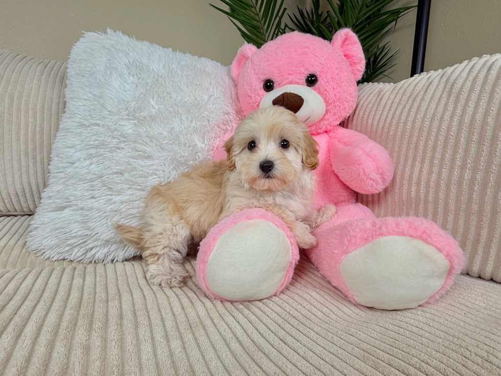 Cute Malt a Poo Poodle Mix Puppy