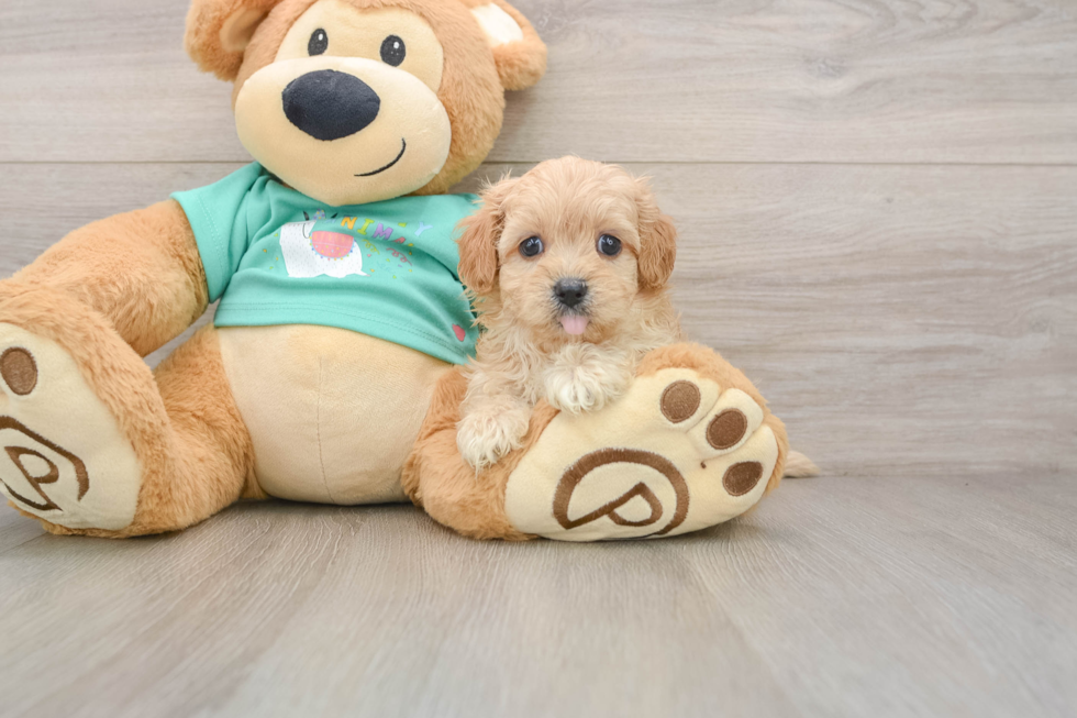 Funny Maltipoo Poodle Mix Pup