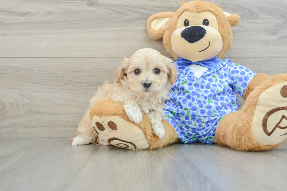 Happy Maltipoo Baby