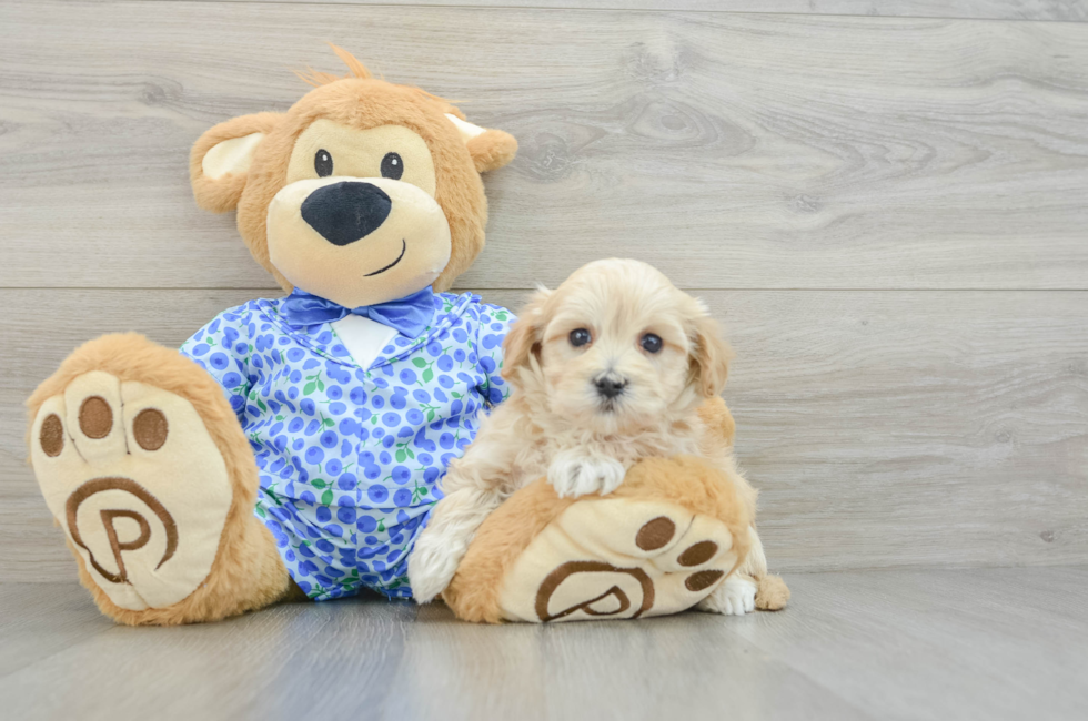 7 week old Maltipoo Puppy For Sale - Lone Star Pups