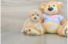 Energetic Moodle Poodle Mix Puppy