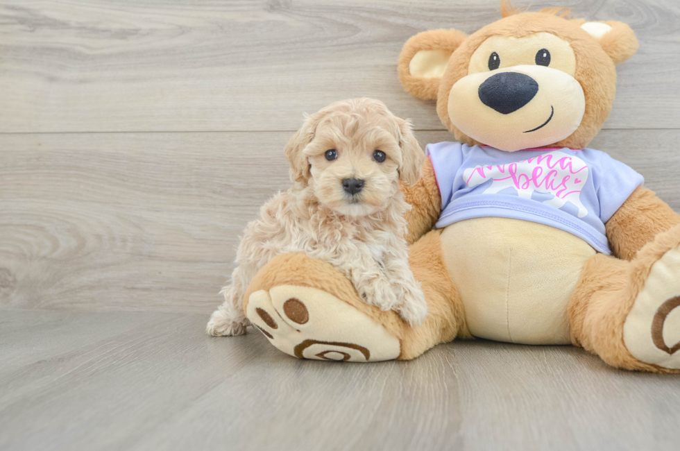 5 week old Maltipoo Puppy For Sale - Lone Star Pups