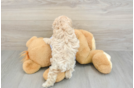 Funny Maltipoo Poodle Mix Pup