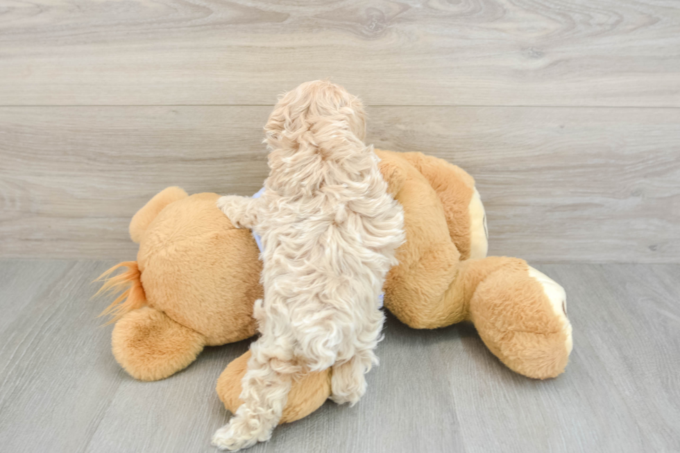 Funny Maltipoo Poodle Mix Pup