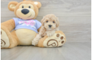 Maltipoo Puppy for Adoption