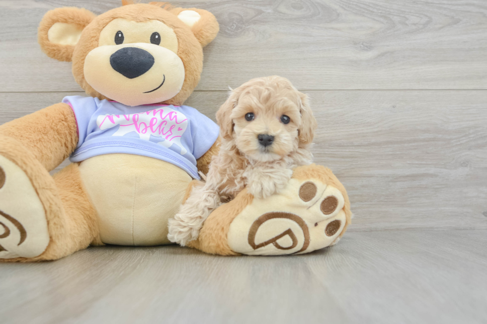 Maltipoo Puppy for Adoption