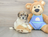 7 week old Maltipoo Puppy For Sale - Lone Star Pups